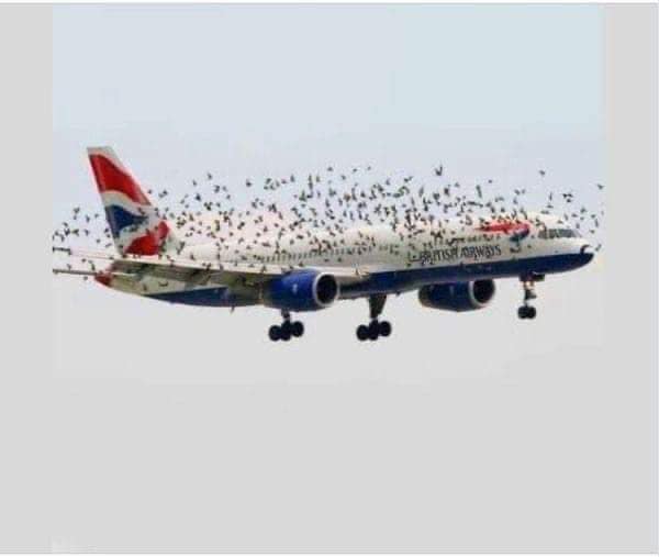 The pilot’s emotional reaction when he discovered why birds were flying alongside the plane