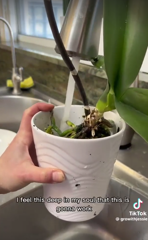 Water being added to an orchid plant as seen in a TikTok video dated Jan 24, 2023 | Source: TikkTok/@growithjessie