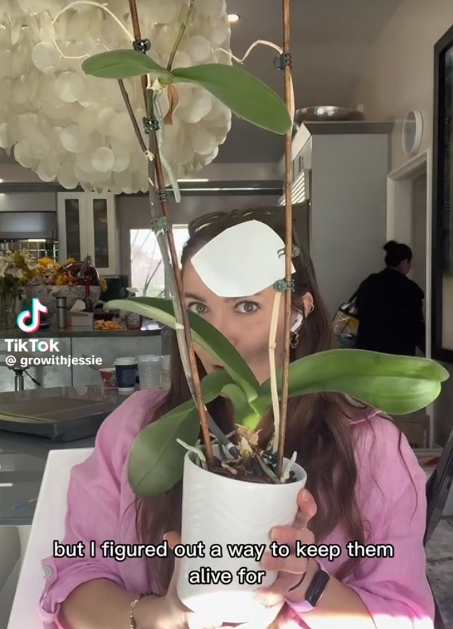 A woman holding a potted plant as seen in a TikTok video dated Jan 24, 2023 | Source: TikTok/@growithjessie