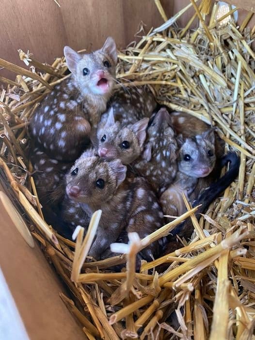 Gang Stumbles Upon Mysterious Spiky Creatures in Nest, Shocked by Their Identity