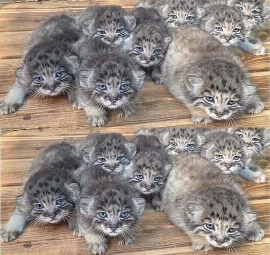 Farmer found abandoned kittens but turns out they cost a fortune Video