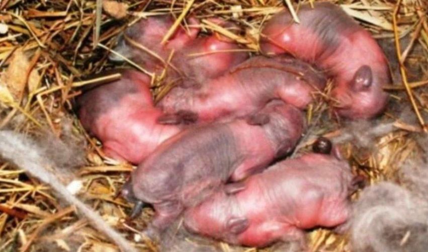 Farmer found newborn “puppies” in a field: after a while it dawned on him that they are not puppies!