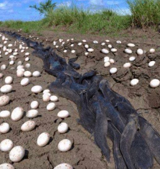 Farmer Finds Hundreds Of Strange Eggs In His Crops – But When They Hatch, He Bursts Into Tears